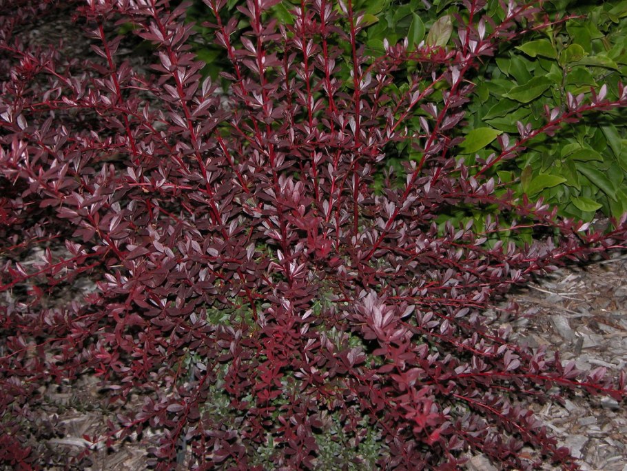 Горечавка бесстебельная