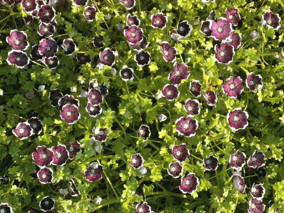 Немофила Мефистофель