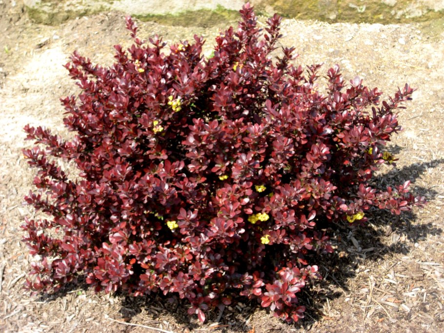 Барбарис Тунберга кустарник