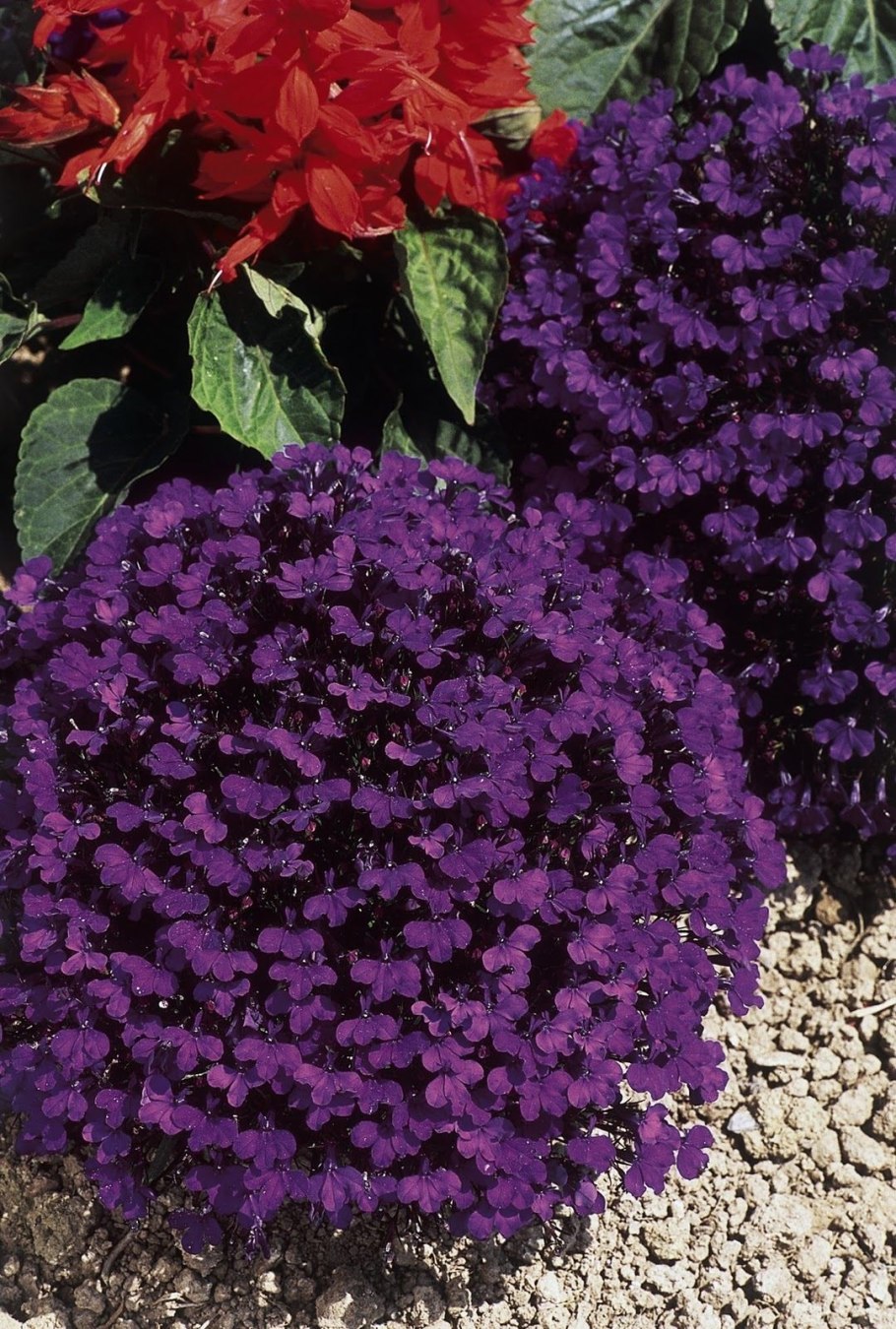 Тенелюбивый колеус