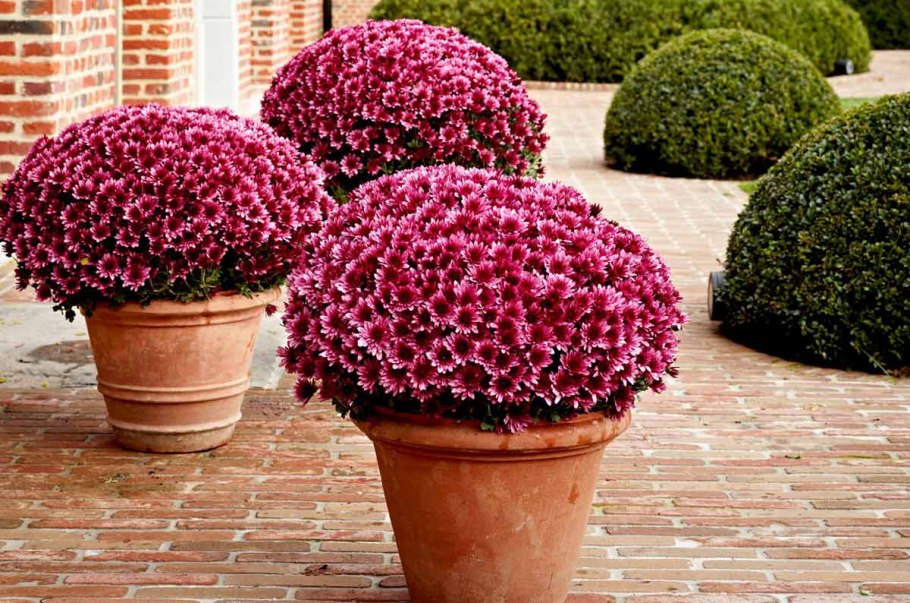 Эуриопс растение