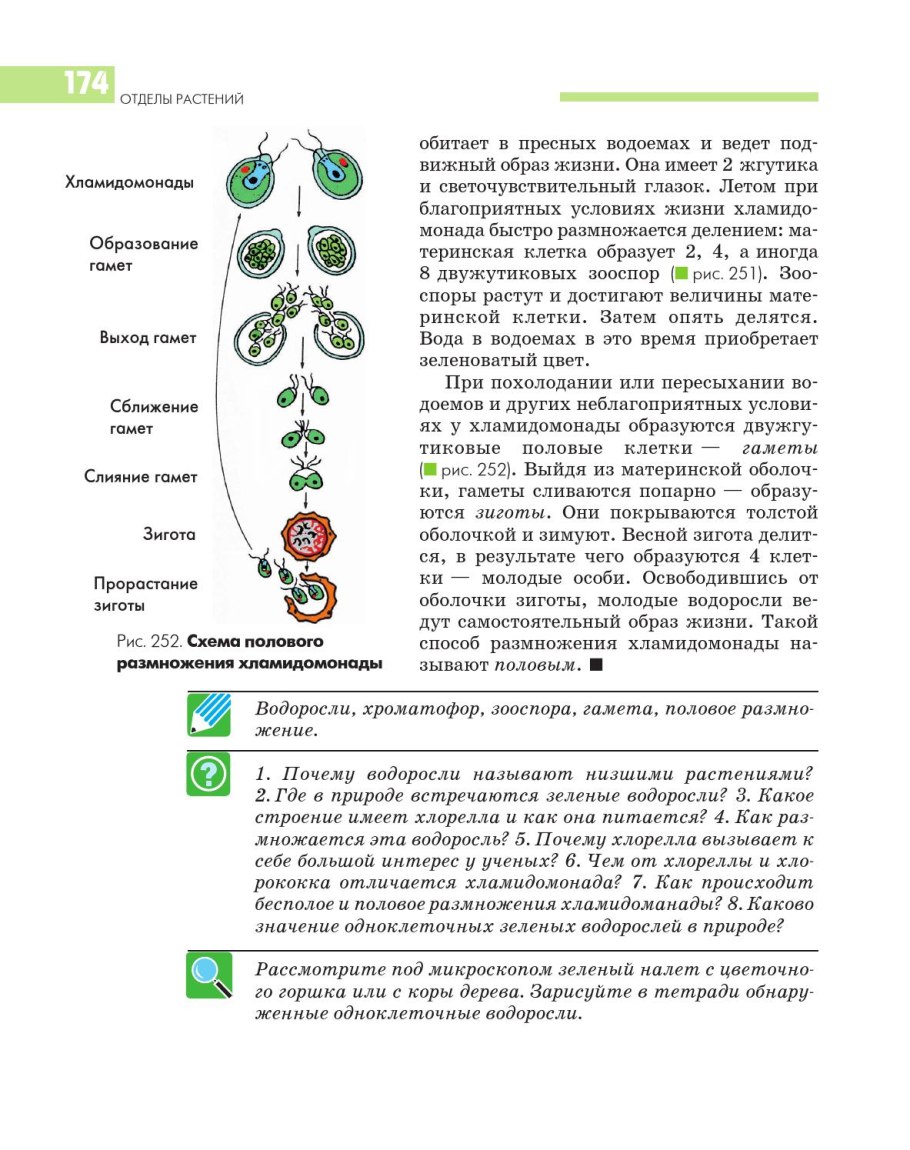 Ламинариевые бурые водоросли