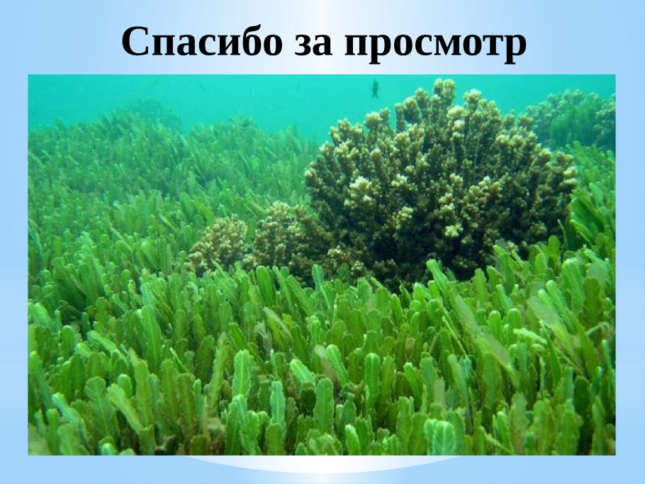 Водоросли 2 класс