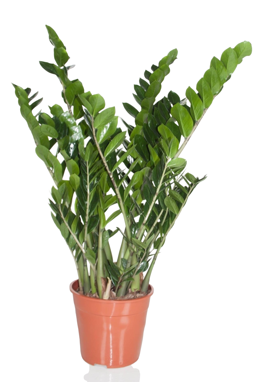 Замиокулькас zamiifolia