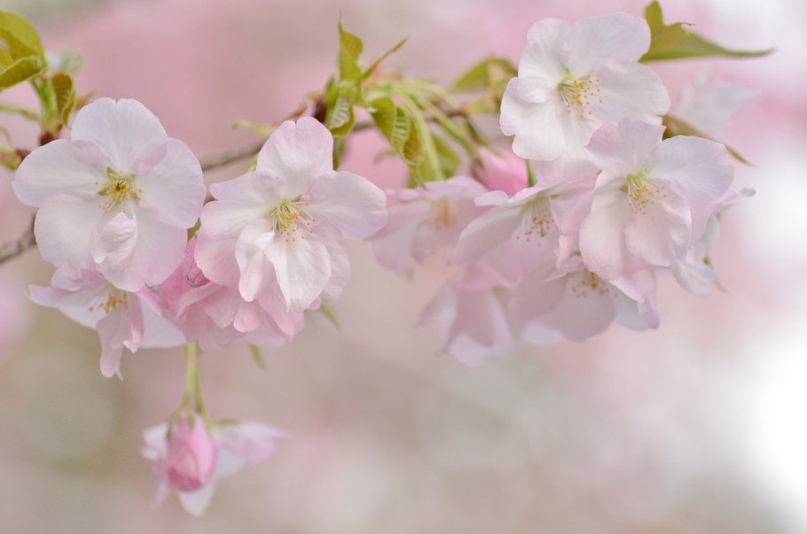 Яблоневый цвет (Apple Blossom)