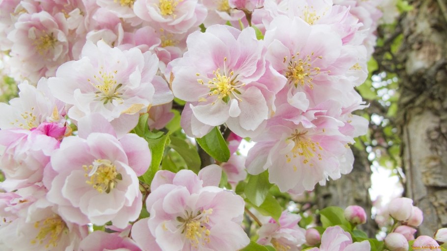 Блоссом (Blossom)
