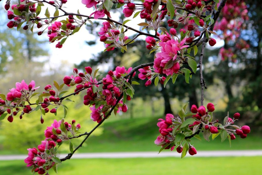 Яблоневый цвет (Apple Blossom)