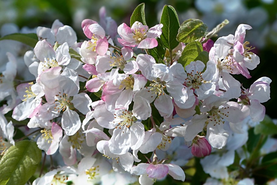 Яблоневый цвет (Apple Blossom)