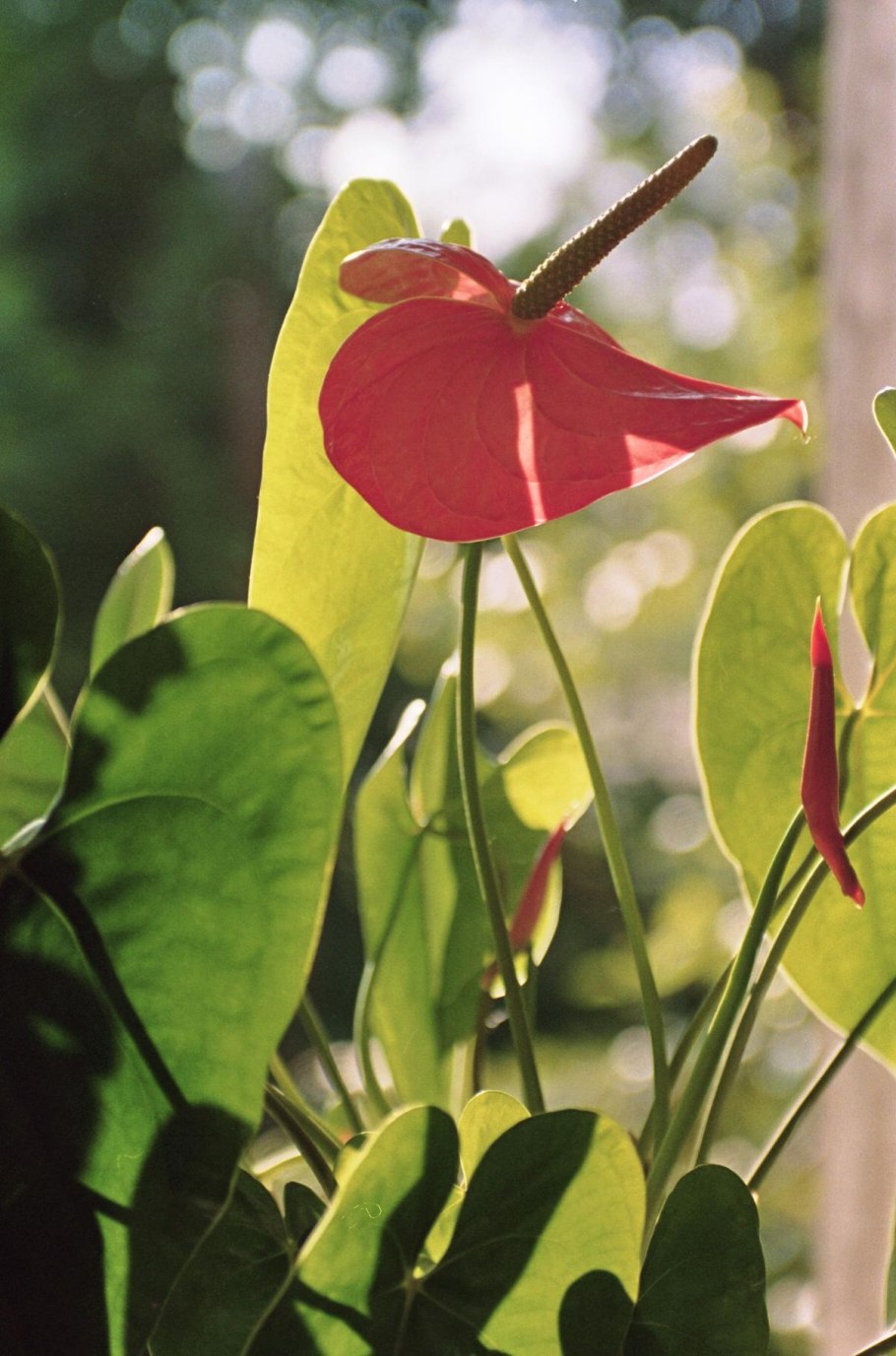 Антуриум Грацилис