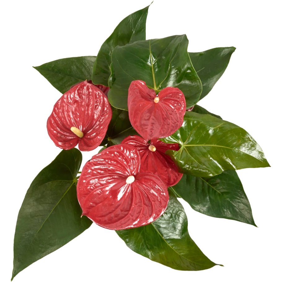 Антуриум ред Кинг