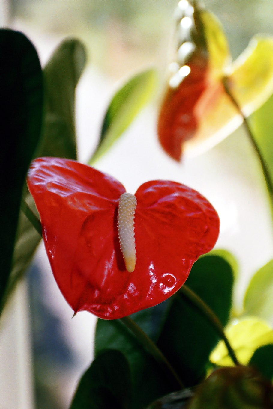 Антуриум мраморный