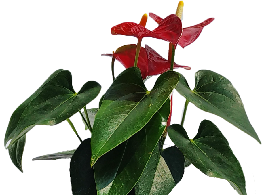 Антуриум пуре оранж