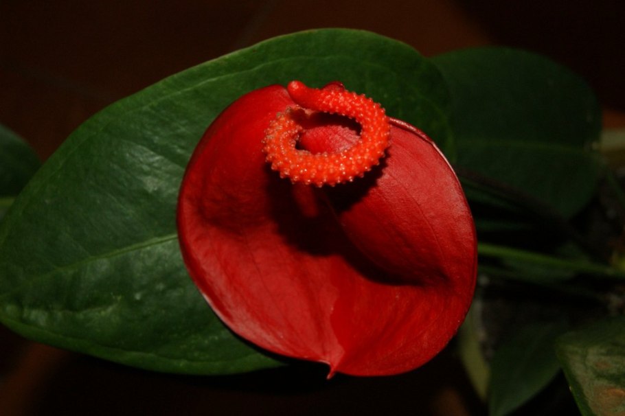 Антуриум Фламинго