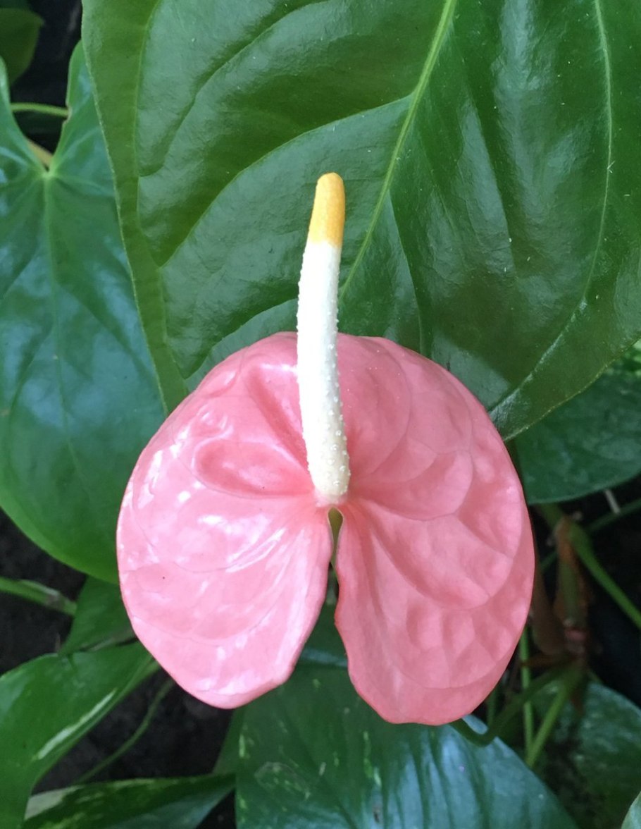 Антуриум Андре Кентукки