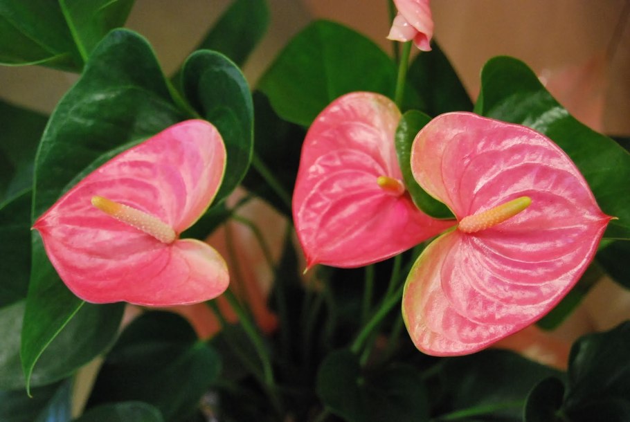 Антуриума Flamingo Orange