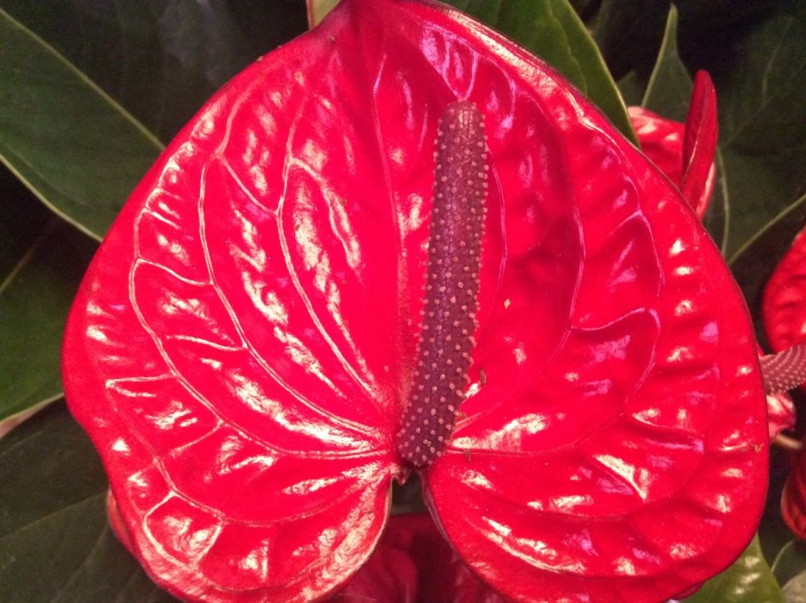 Антуриум черри