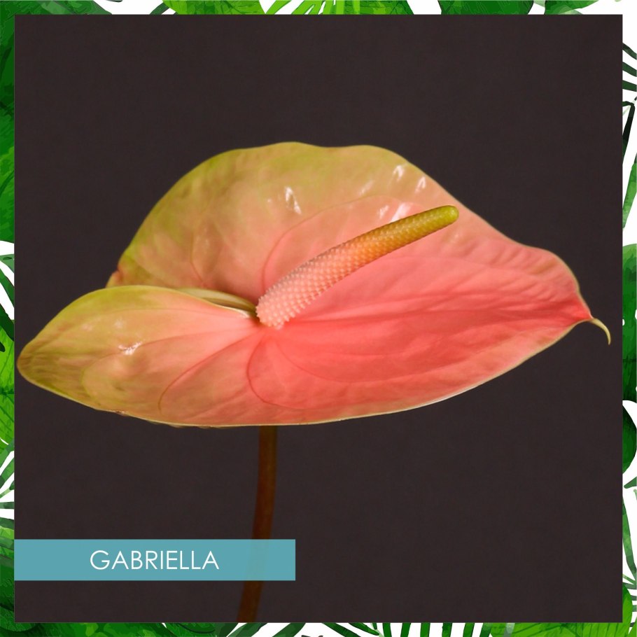 Антуриум Туренза