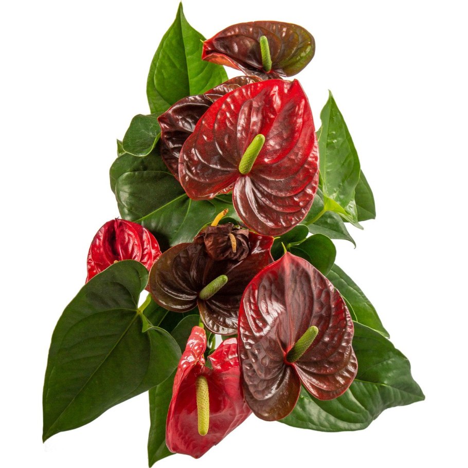 Антуриум Андре Кентукки