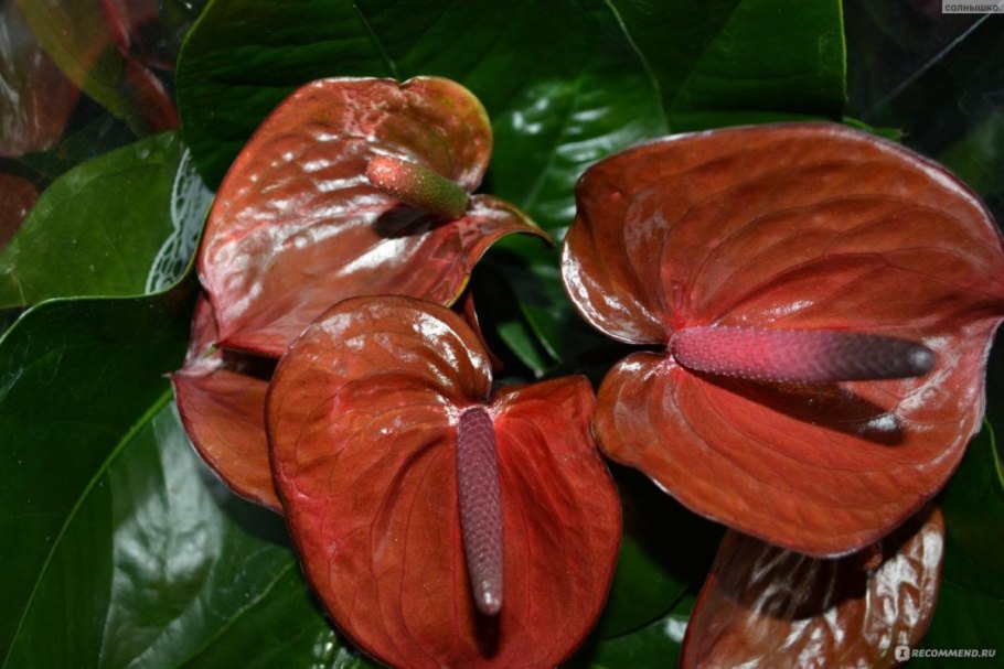 Антуриум Калифорния