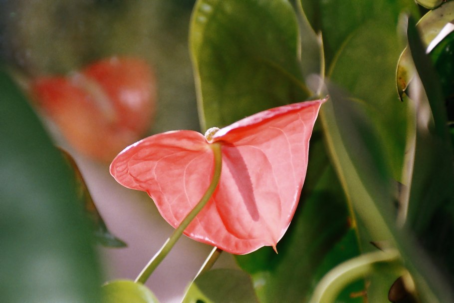 Антуриум Альберти