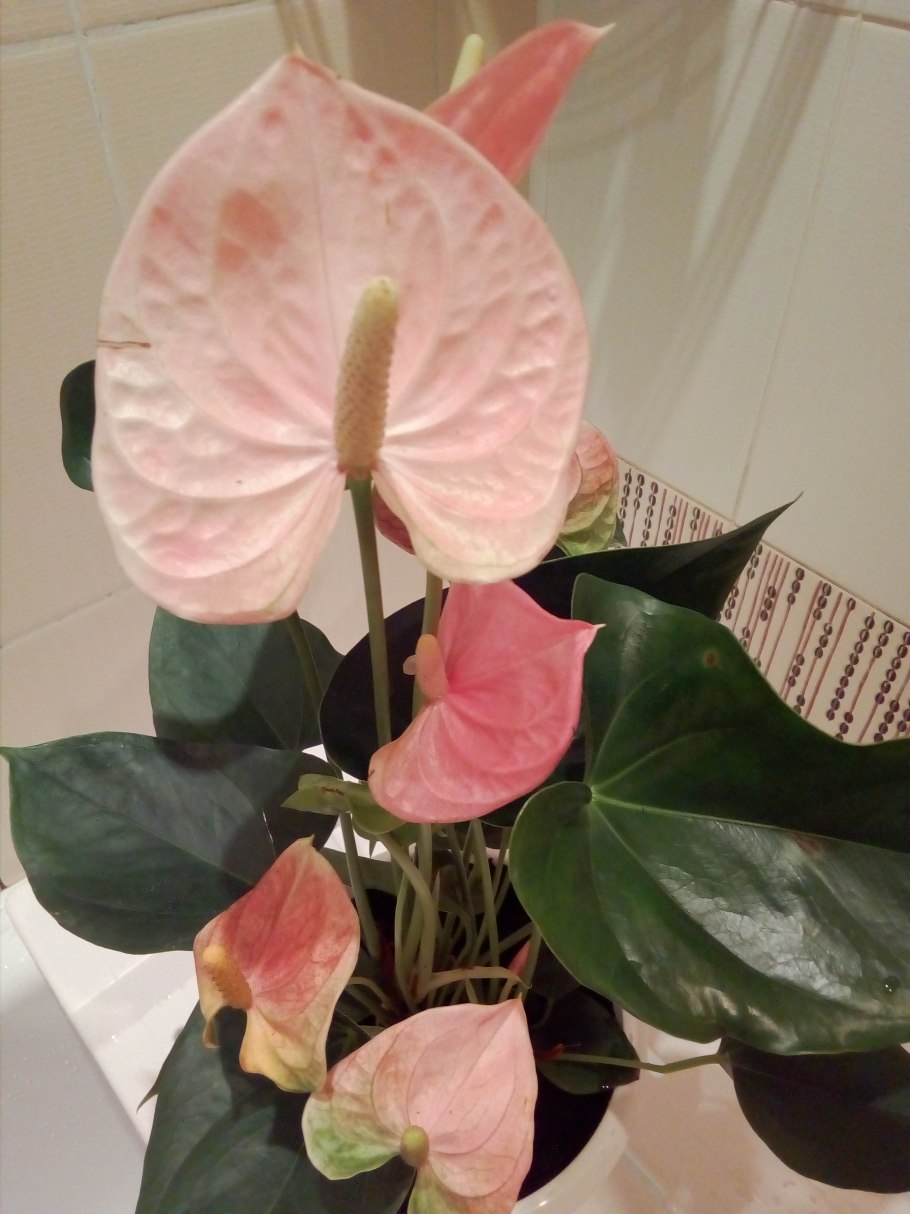 Антуриум Шерцера краповый