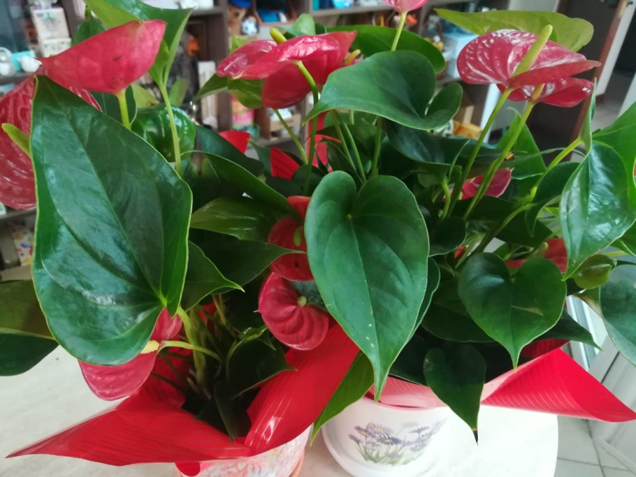 Антуриум розовый Фламинго