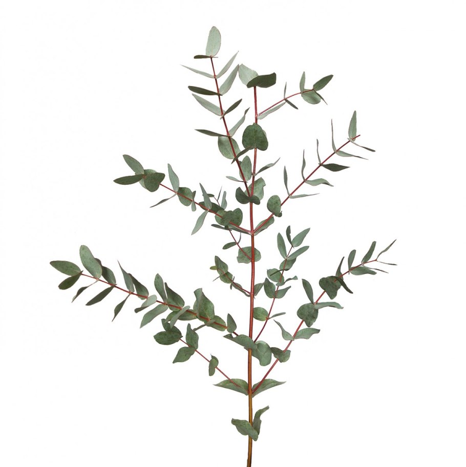 Камфора и эвкалипт