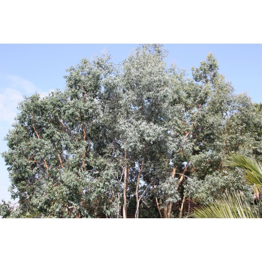 Эвкалипт Николя