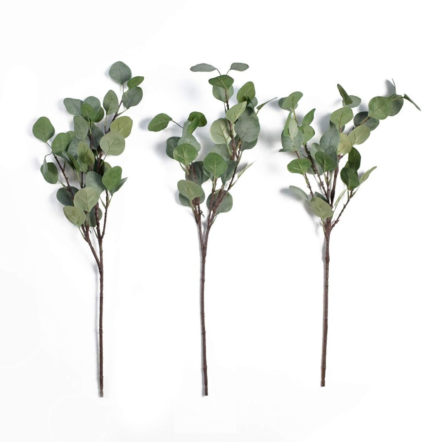 Эвкалипт бэби Блу