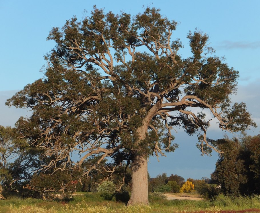 Парвифлора эвкалипт