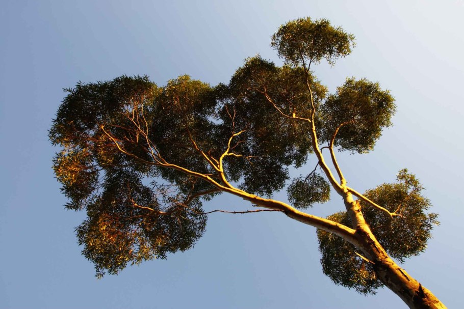 Эндемики Австралии Флора