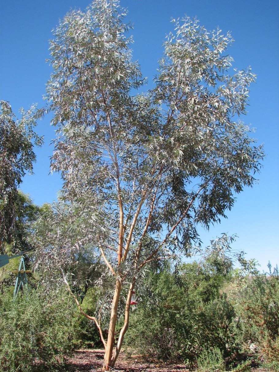 Африканская степь Саванна деревья