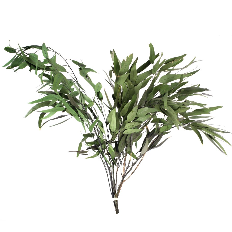 Эвкалипт Австралия