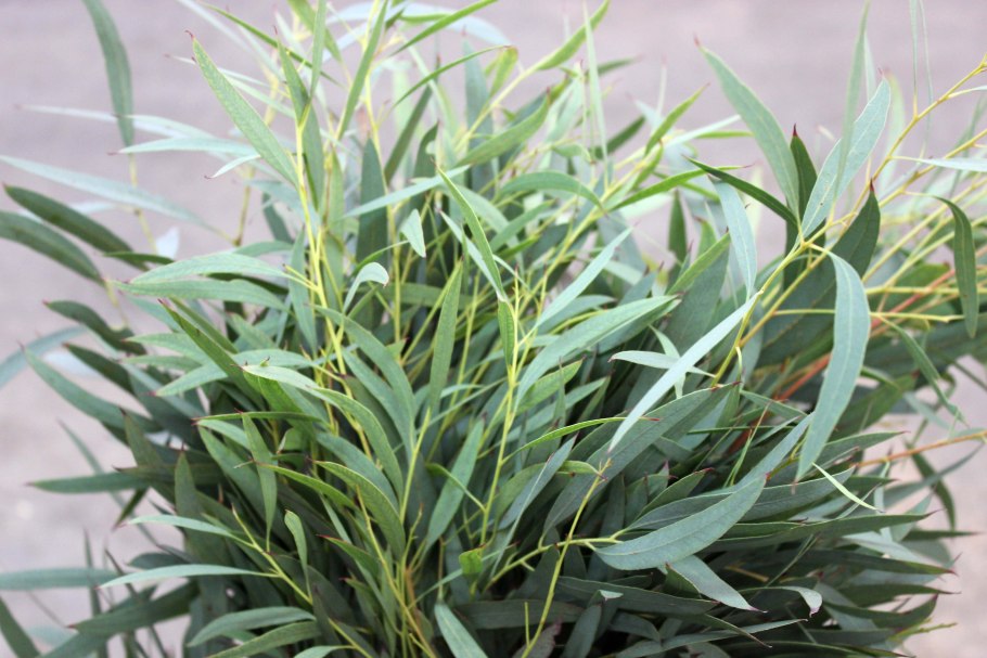 Эвкалипт koolpinensis