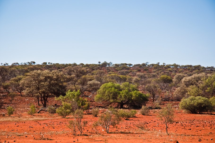 Низкорослые эвкалипты Австралии