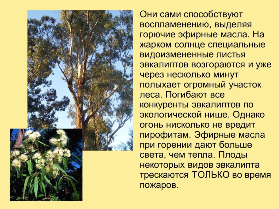 Эвкалипт Парвифолия