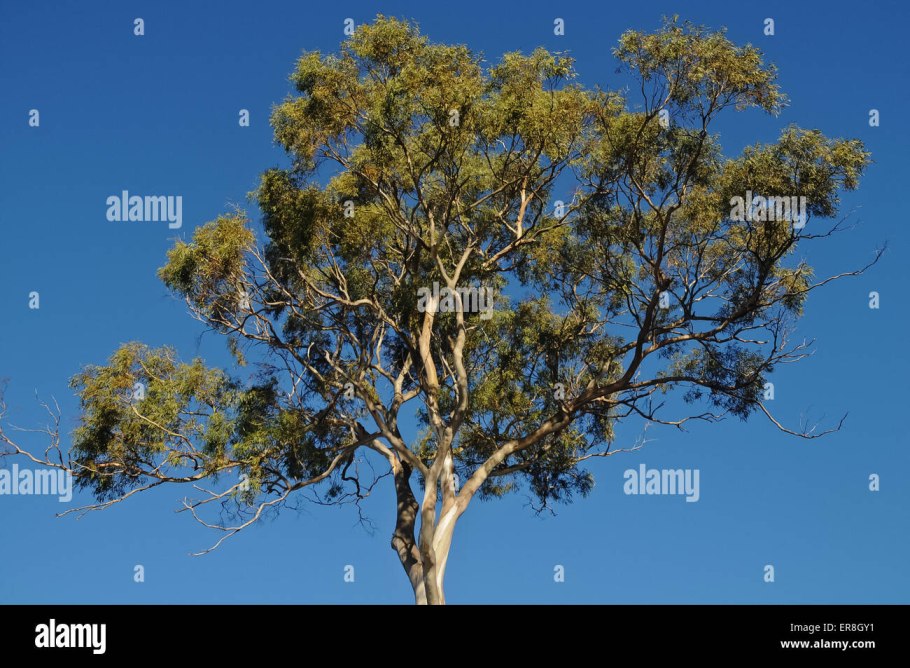 Австралийское дерево скрэб