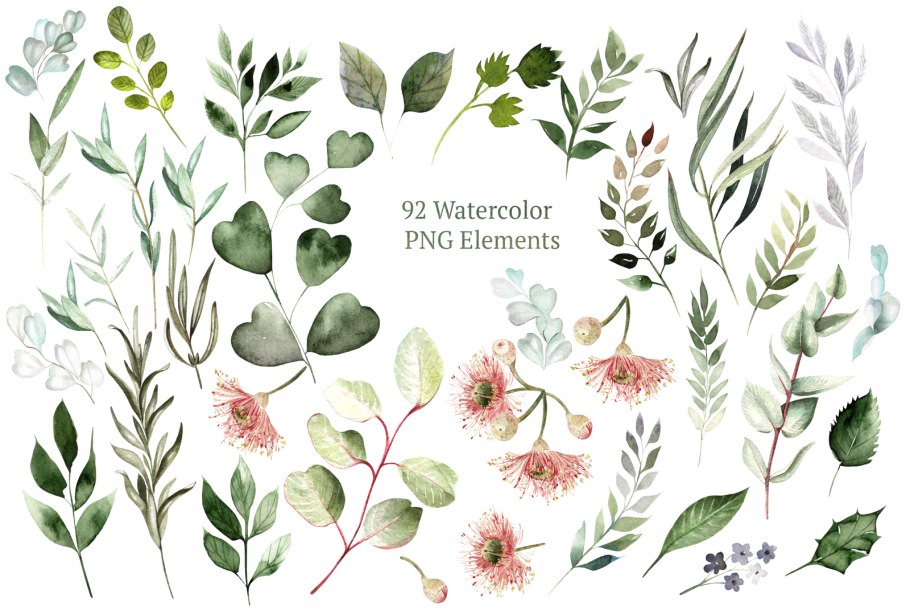 Эвкалипт цинерия бэби Блу