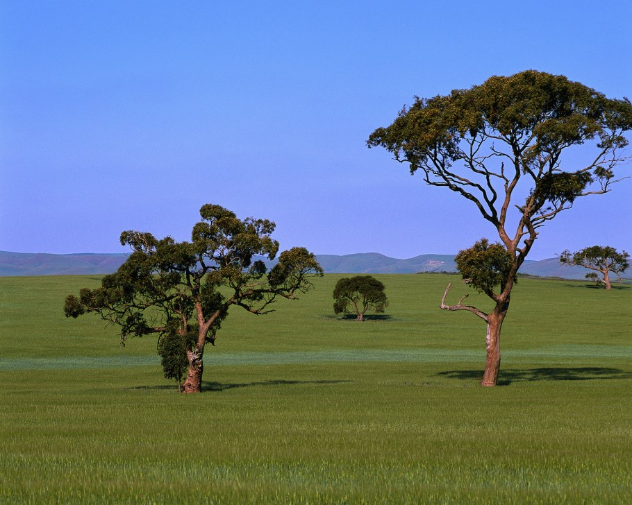 Эвкалипт длиннолистный