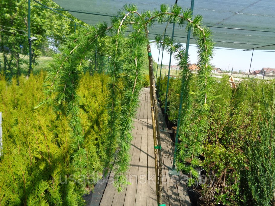 Лиственница Литтл Богл