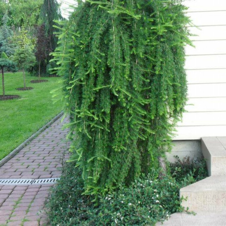 Лиственница Кемпфера Пендула