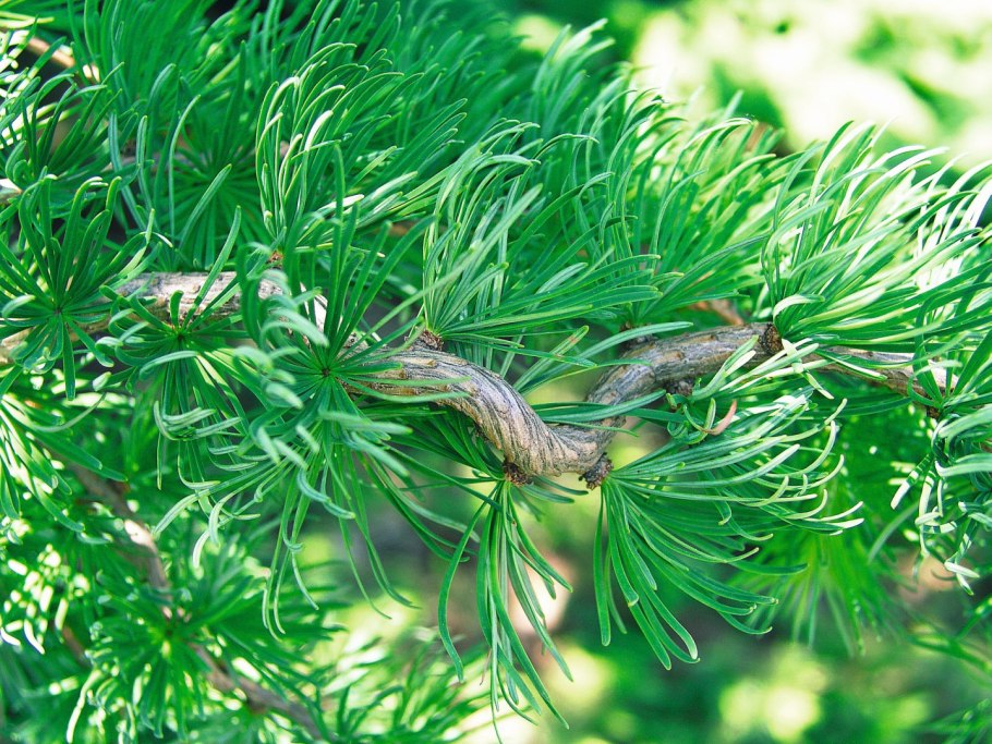 Larix kaempferi Blue Dwarf лиственница