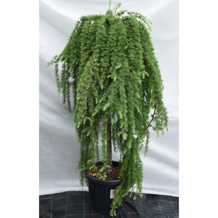 Лиственница тонкочешуйчатая Larix kaempferi