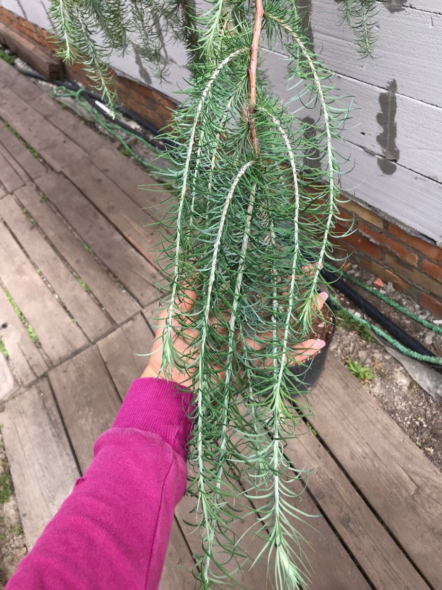 Лиственница Кемпфера Диана