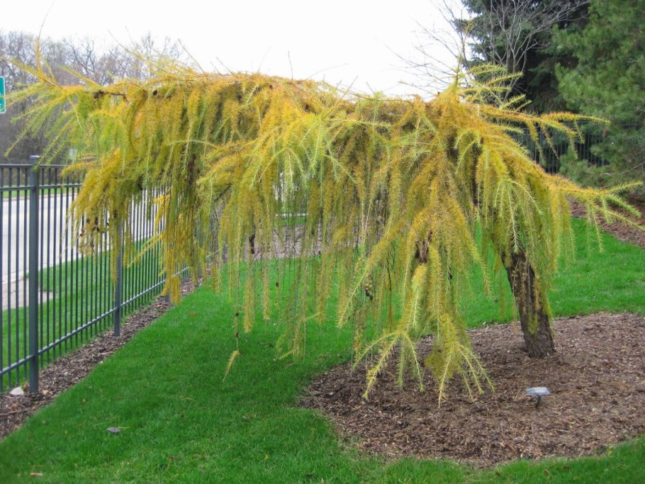 Лиственница японская Кемпфера