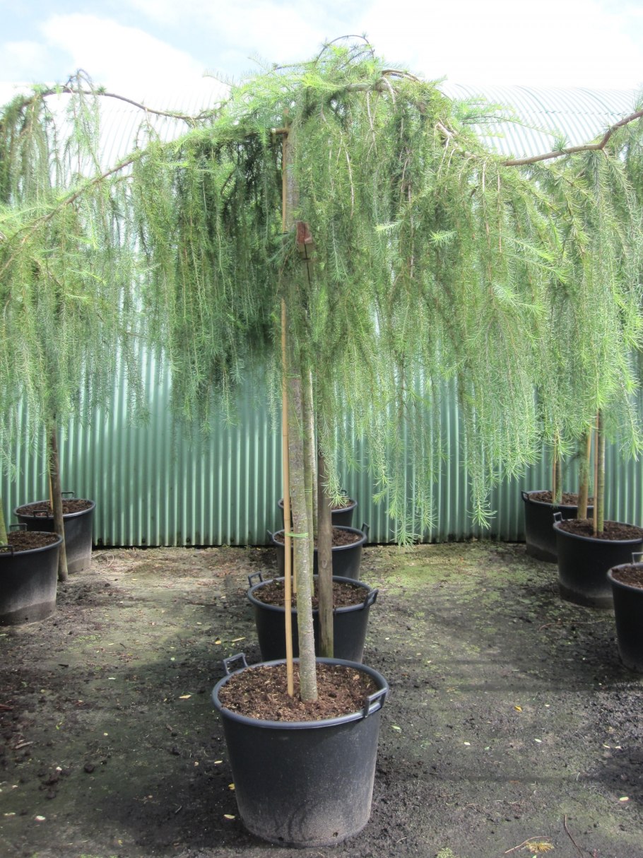 Лиственница японская Блю Болл