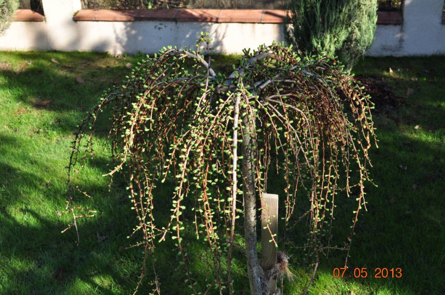 Лиственница Кемпфера Стиф Випер на штамбе