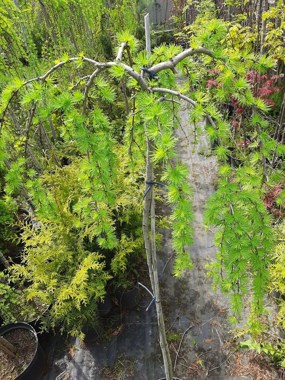 Лиственница Хорстманн рекурвед