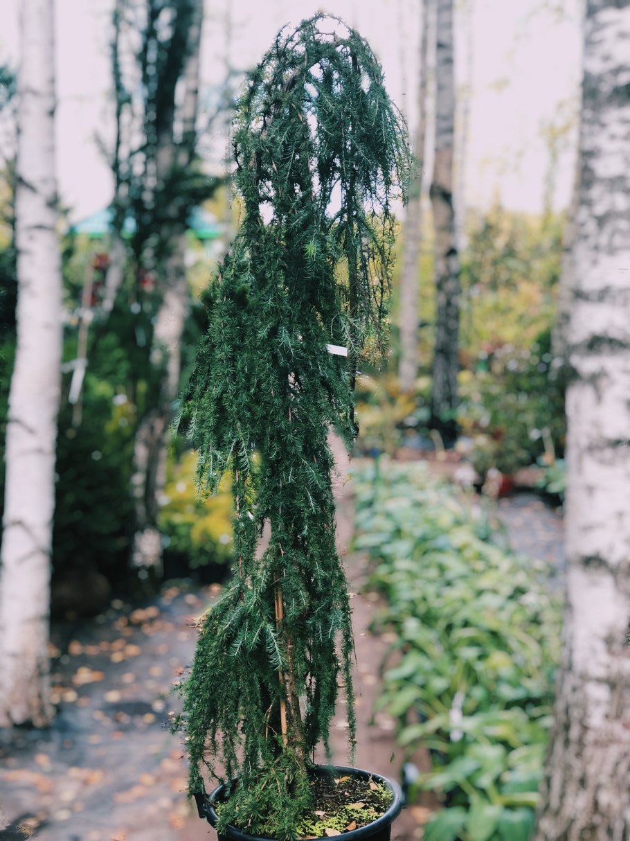 Лиственница европейская Литтл Богл