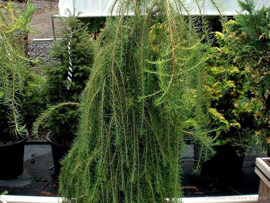 Лиственница европейская Корник